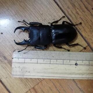 埼玉県産　ホンドヒラタクワガタの画像