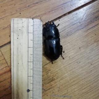 埼玉県産　ホンドヒラタクワガタの画像