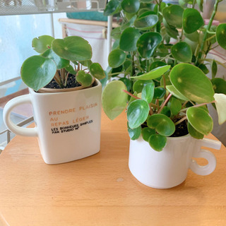 レア種／ペペロミアジェイド 紙コップ植え