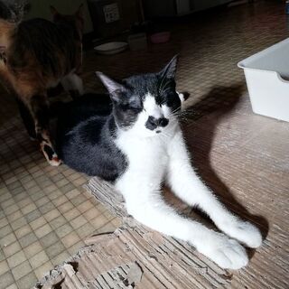 お口の模様が特徴。活発な男の子です。