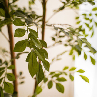【美品、値下げ！！】お洒落照明器具と観葉植物（人工）セット売り！！の画像
