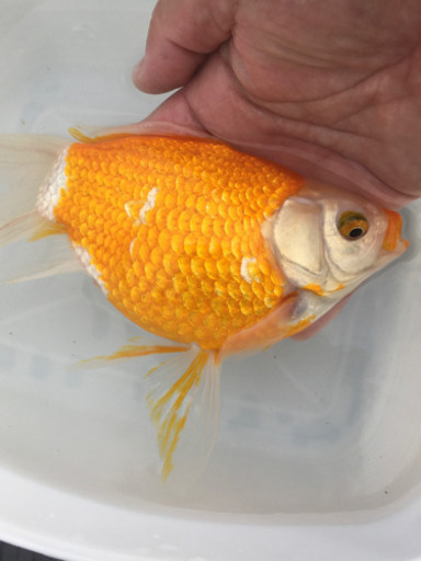 特大　キラキラ　三歳　(木村養魚場産　覆面を被ったような個体です)