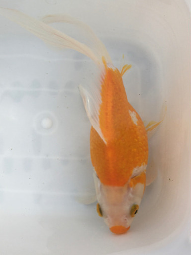 特大　キラキラ　三歳　(木村養魚場産　覆面を被ったような個体です)