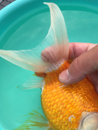 特大　キラキラ　三歳　(木村養魚場産　覆面を被ったような個体です)