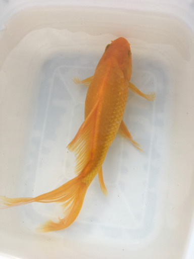 特大　イエローコメット　三歳　(国産金魚　まるで錦鯉　美個体)