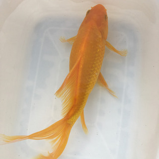 特大　イエローコメット　三歳　(国産金魚　まるで錦鯉　美個体)