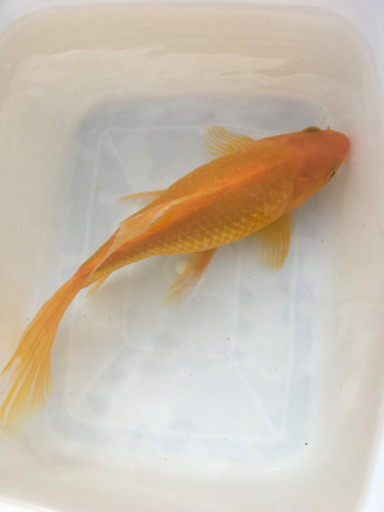 特大　イエローコメット　三歳　(国産金魚　まるで錦鯉　美個体)