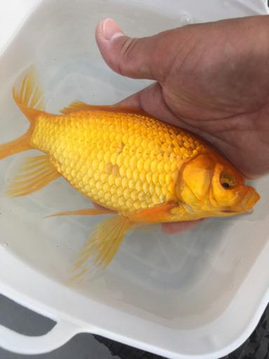 特大　イエローコメット　三歳　(国産金魚　まるで錦鯉　美個体)