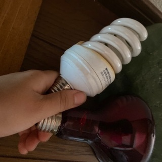 リクガメ用　電球他の画像