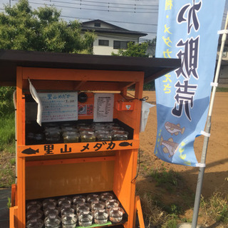 里山めだか メダカ無人販売所 黒ラメレインボー 松井ヒレ長黒みゆ...
