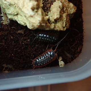 モンテネグロダンゴムシ　10匹