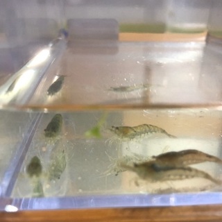 ミナミヌマエビ　10＋少々