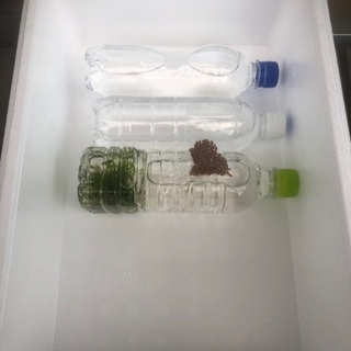 ミナミヌマエビ　10＋少々の画像