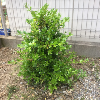 ●ボックスウッド●