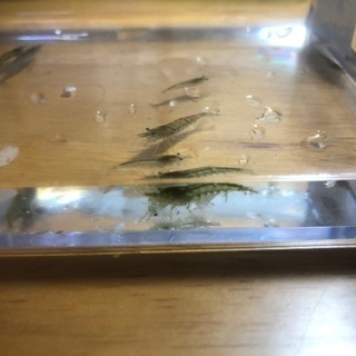 ミナミヌマエビ　20＋α