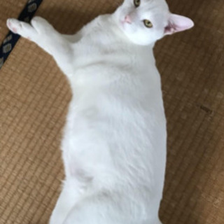 白猫の男の子　ハク(=^x^=)