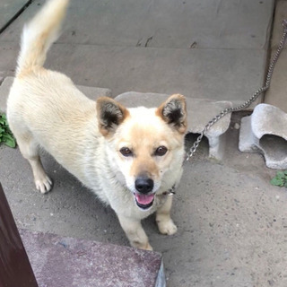 迷い犬