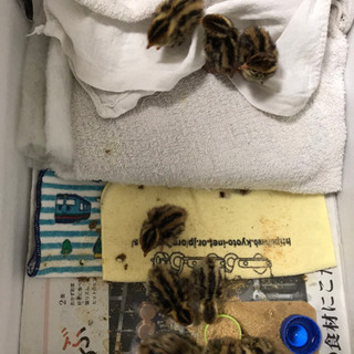 並ウズラ　ありがとうございます　希望数全て里親が決まりました