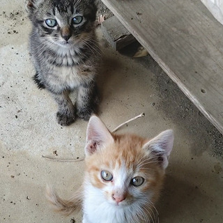 野良猫ちゃんの子猫四兄弟⭐️たくさんの申込みありがとうございました⭐️
