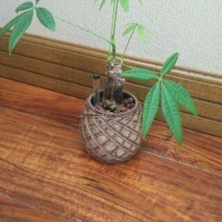 観葉植物