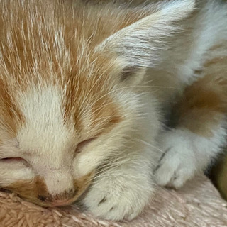茶白の仔猫　2ヶ月