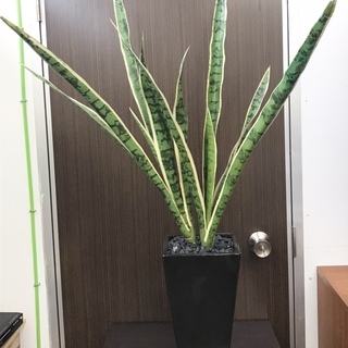 【中古】人工 観葉植物　2,000円の画像