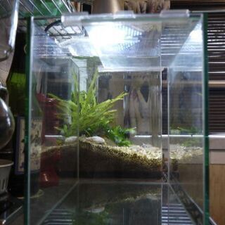 【終了しました】水槽の画像
