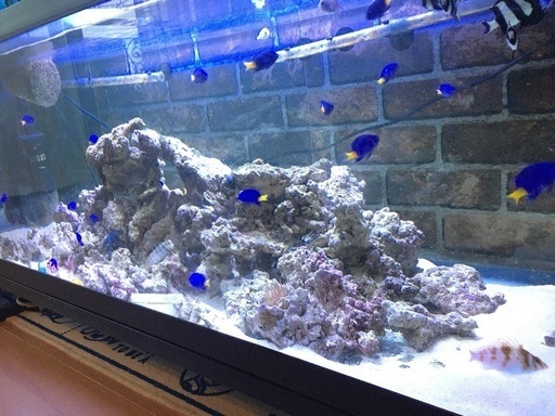 熱帯魚　ライブロック