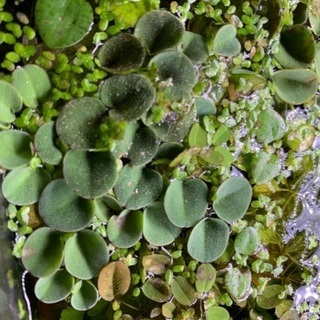 浮草　20株の画像