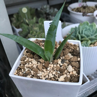 多肉植物　希少レア　アガベ　シャウィ　抜き苗