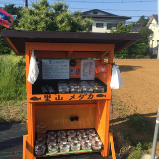 公園前のメダカ・エビ・ミジンコ販売所 里山めだか チョコレート幹...