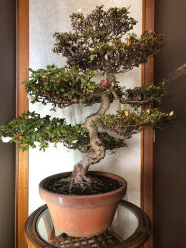 盆栽各種まとめて　引っ越しの為処分価格