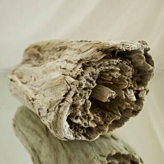 SEASIDEinterior★インテリアディスプレイに流木の画像