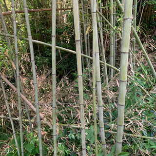 笹竹　園芸用
