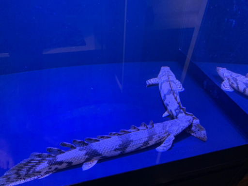 ポリプテルス　3匹　エンドリケリー2匹とその他1匹