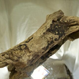 SEASIDEinterior★インテリアディスプレイに流木5の画像