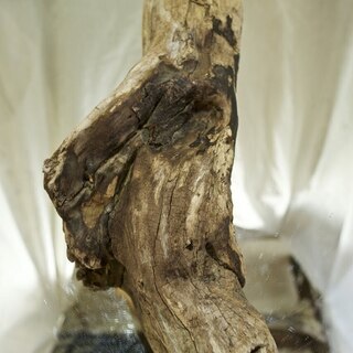 SEASIDEinterior★インテリアディスプレイに流木5の画像