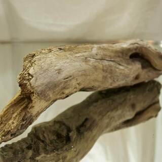 SEASIDEinterior★インテリアディスプレイに流木5の画像