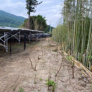 茨城県桜川市で年5回除草剤噴霧と細い竹の処理作業できる方募集。の画像