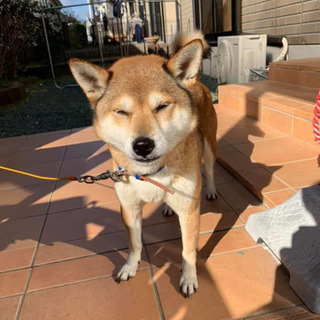 新しい飼い主さん、急募。