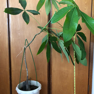 お取引終了　〜観葉植物✨　パキラ〜　