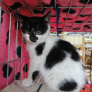 可愛い仔猫の里親募集中