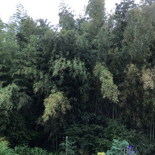 竹 あげますの画像