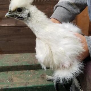 烏骨鶏　雛　オス
