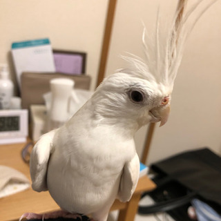 3歳のアルビノ　オカメインコ　オス