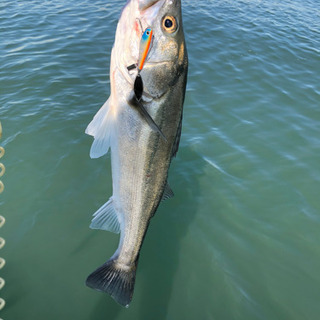 釣り同行者募集