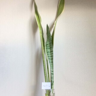【観葉植物】サンスベリア抜苗・抜株　ローレンティー&ゼラニカ（1...