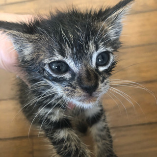 キジトラ子猫ちゃん