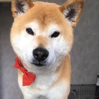 🚿格安トリミング✂　小型犬カット3500円　チワワ、Mダックスはカット3000円(初回のみ) - 地元のお店