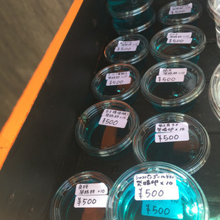 公園前の里山めだか メダカ・エビ・ミジンコ販売所 チョコレート幹...